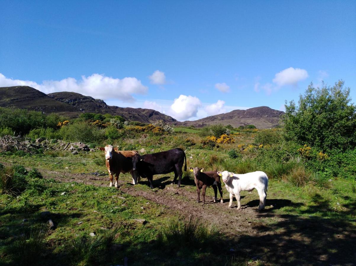 Madra Rua Organic Accommodation Ballyliffin Luaran gambar