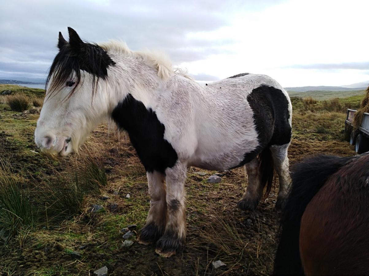Madra Rua Organic Accommodation Ballyliffin Luaran gambar