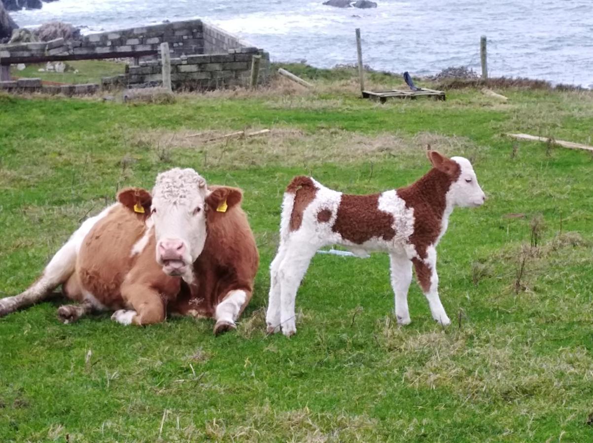 Madra Rua Organic Accommodation Ballyliffin Luaran gambar