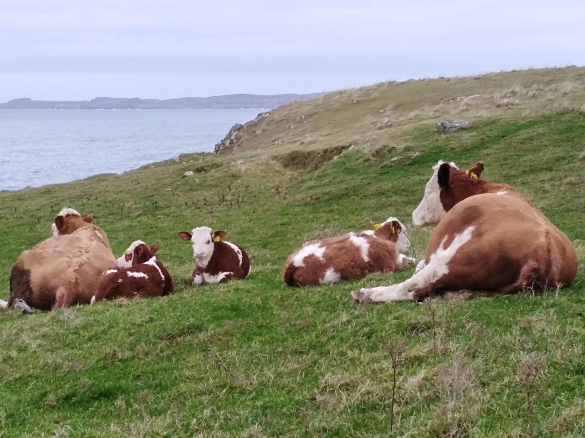 Madra Rua Organic Accommodation Ballyliffin Luaran gambar